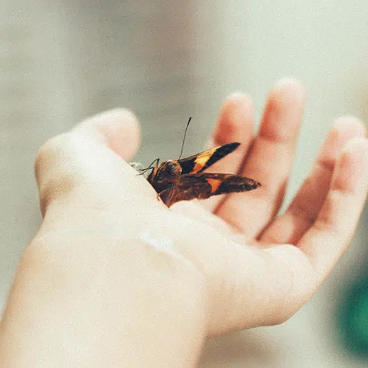 Un papillon dans une main, illustration d’une démarche respectueuse de la nature