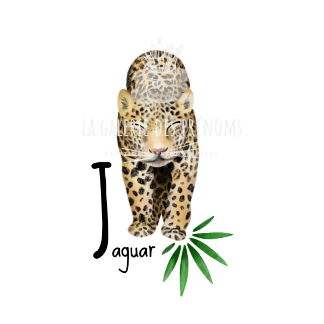 Jaguar du J de l'alphabet